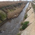 ​Ciappetta-Camaggio: una fogna a cielo aperto fra Trani e Barletta
