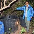 Coltivazione di "Cannabis" in un terreno rurale: arrestato un 32enne