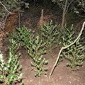 Coltivazione di "Cannabis" in un terreno rurale: arrestato un 32enne