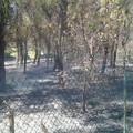 Incendio in Viale delle Pinete sull'Andria-Castel del Monte: paura per un'abitazione