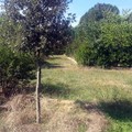 Un voto per l'Orto Botanico: il Fai rilancia l'iniziativa