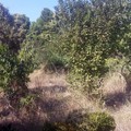 Un voto per l'Orto Botanico: il Fai rilancia l'iniziativa