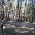 Un voto per l'Orto Botanico: il Fai rilancia l'iniziativa
