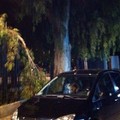 Albero caduto in villa comunale