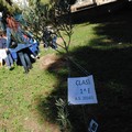 Festa dell'Albero: le scuole "abbracciano" la natura