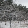 Neve Andria: Francesca_ ore 10 - Castel del Monte