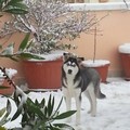 Neve Andria: Sebastiano con Jack ed Asia