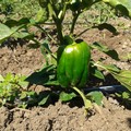 Zucchine, pomodori e melanzane: l'orticoltura per poco stress e tanta salute