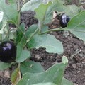 Zucchine, pomodori e melanzane: l'orticoltura per poco stress e tanta salute