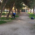 Rifiuti raccolti in Pineta