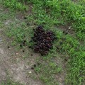 Rifiuti raccolti in Pineta