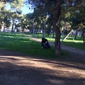 Rifiuti raccolti in Pineta