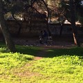 Rifiuti raccolti in Pineta