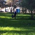 Rifiuti raccolti in Pineta