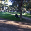 Rifiuti raccolti in Pineta