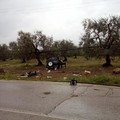 Incidente Andria Bisceglie