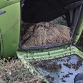 Rubano pecore e si ribaltano con l'auto
