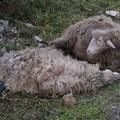 Rubano pecore e si ribaltano con l'auto