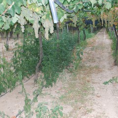 Coltivava marijuana in un vigneto, arrestato 52enne