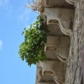 Palazzo Ducale di Andria, albero di fico