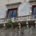 Palazzo Ducale di Andria, albero di fico