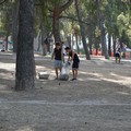 Pineta pulizia