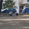 Pineta pulizia