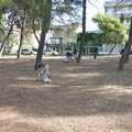 Pineta pulizia