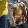 Via Vecchia Spinazzola, Legambiente puliamo il mondo