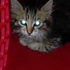 gattino
