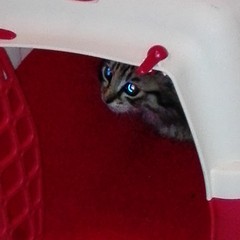 gattino