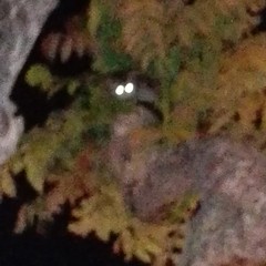 gattino