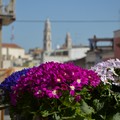 giornate fai di primavera andria 20