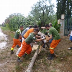 tromba daria boscariello JPG