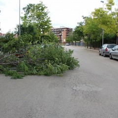 maltempo alberi abbattuti