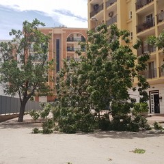 viale Olanda: grosso albero si schianta su una autovettura in sosta