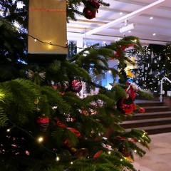 Natale a Strasburgo con un giovane chef andriese