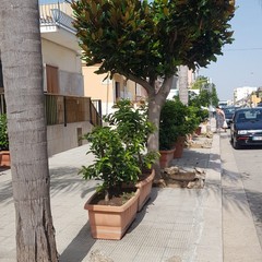 Si prende cura del verde pubblico nei pressi della sua abitazione di viale Orazio