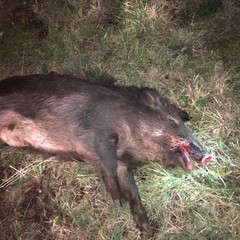 cinghiale investito