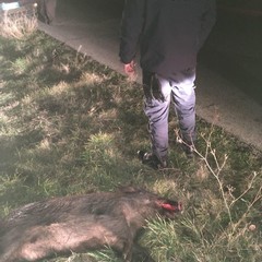 cinghiale investito