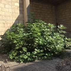 il rudere dell'ex carcere mandamentale di Santa Maria Vetere