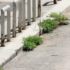 Mancata raccolta rifiuti in via Eritrea: la storia si ripete