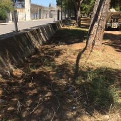 Ripulita la pineta della villa comunale: ma fino a quando sarà rispettata?