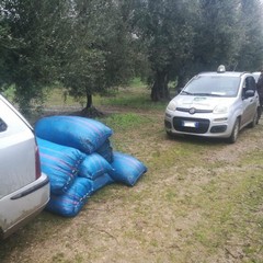 furti d'olive ad Andria