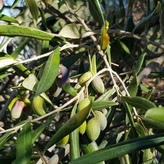 effetti della siccità sulle produzioni agricole