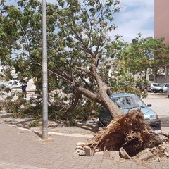 viale Olanda: grosso albero si schianta su una autovettura in sosta