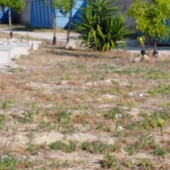 Campo 7 del Cimitero Comunale di Andria