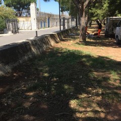 Ripulita la pineta della villa comunale: ma fino a quando sarà rispettata?