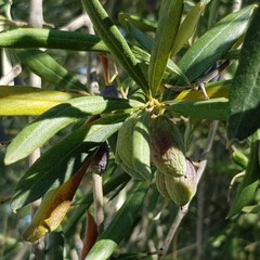 effetti della siccità sulle produzioni agricole