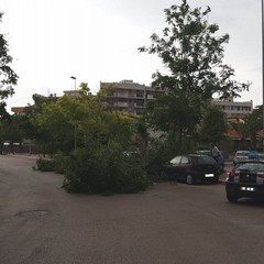 Per il vento forte cadono alberi su via Montegrappa e zona INPS